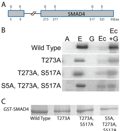 FIG 2 SMAD4 is an ERK-primed GSK-3sus paired ERK1/2 (E) and GSK-3 (G) phosphorylation sites in SMAD4