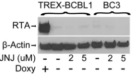 FIG 5 Targeting iASPP increases apoptosis of BCBL1 and BC3 cells. (A to C) Growth of BJAB (A), BCBL1 (B), and BC3 (C) cells with or without treatment withNutlin-3 (10 �M), JNJ-7706621 (5 �M), or the combination of Nutlin-3 and JNJ-7706621