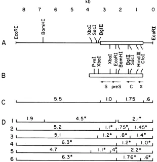 FIG. 3.fragmentsandcellularcorresponding* denotes Restriction endonuclease map of clone HW197-2 (A) and the complete WHV genome (B)