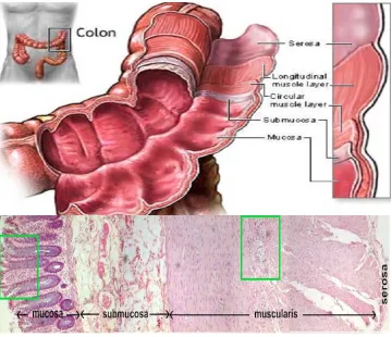 Figure 1.1 Structure of colon. The colon or the large intestine is a hollow, muscular 