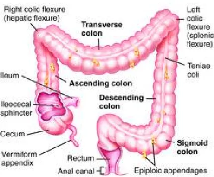 Figure 1.2 Colon anatomy. Colon has been divided into three parts depending on its 