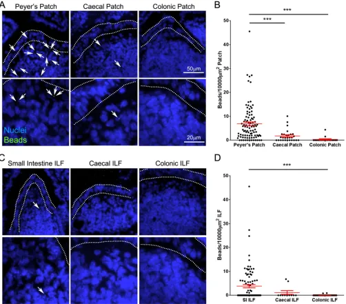 FIG 8 Large intestinal GALT is relatively deﬁcient in the uptake of particulate antigen