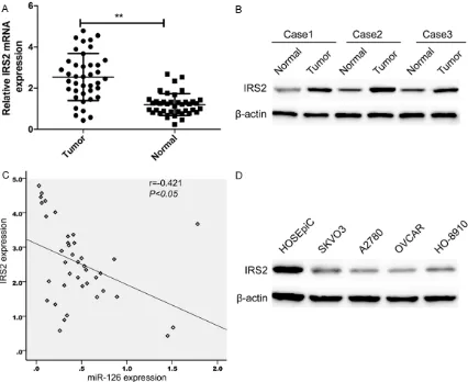 Figure 5. IRS2 was up-regulated and inversely correlated with miR-126 expression in EOC tissues