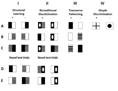 Figure 1. Examples of stimuli for Simple Discrimination (Column IV), which was part of all 