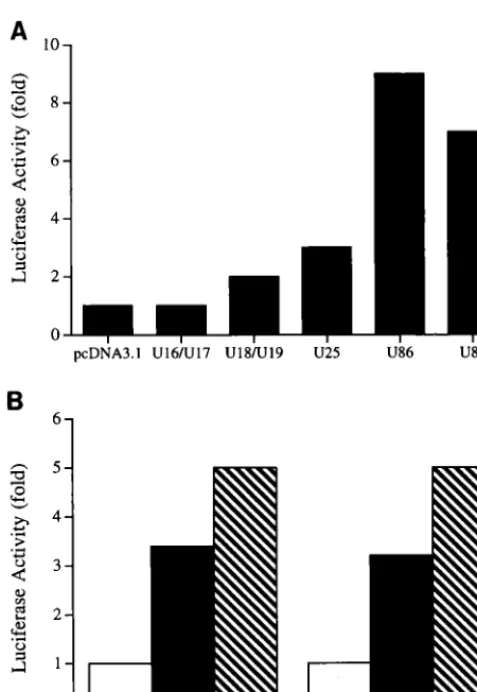 FIG. 5. (A) Transactivation of the CD4 promoter by genes of HHV-6. HeLacells were cotransfected with either the control vector (pcDNA3.1) or with