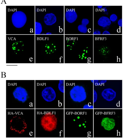 FIG 1 Nuclear entry of EBV capsid proteins. (A) P3HR1 cells were treatedwith TPA and sodium butyrate for 48 h and then incubated with monoclonalanti-VCA (a, e), rabbit anti-BDLF1 (b, f), rabbit anti-BORF1 (c, g), or rabbitanti-BFRF3 (d, h) antibodies