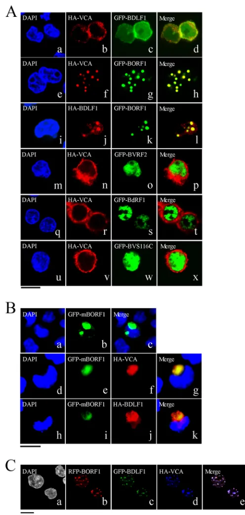 FIG 2 Involvement of BORF1 in the nuclear entry of BDLF1 and VCA. (A)EBV-negative Akata cells were cotransfected with pcDNA-VCA and pEGFP-BDLF1 (a to d), pcDNA-VCA and pEGFP-BORF1 (e to h), pcDNA-BDLF1and pEGFP-BORF1 (i to l), pcDNA-VCA and pEGFP-BVRF2 (m 