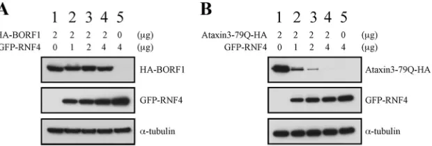 FIG 5 RNF4 and degradation of misfolded proteins. 293T cells were cotransfected with pcDNA-BORF1 and pEGFP-RNF4 (A) or pAtaxin3-79Q-HA andpCMV-RNF4 (B)