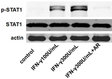 Figure 4. Arctigenin inhibited IFNγ, TNFα-stimulated K17 activation on HaCaT keratinocytes