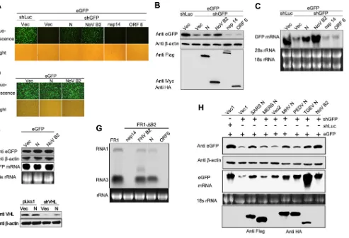 FIG 2 N protein of coronaviruses represses shRNA-induced RNAi in mammalian cells. (A to C) HEK293T cells were cotransfected with plasmidsRNA1 and RNA3