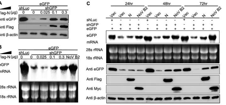 FIG 3 N protein represses shRNA-induced RNAi in a dose-dependent and time-dependent manner in mammalian cells