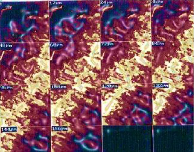 Fig. No. 02: In vitro drug diffusion study through rat skin