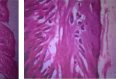 Fig. No. 06 (b): Histopathology of the rat afterapplication of the ethosome