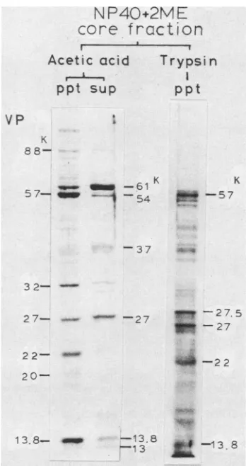 TABLE 1. Summary of morphological studies of the effect oftreatment with detergent on viral substructures