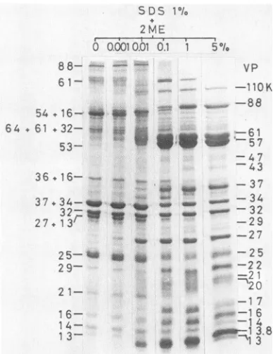 FIG. 7.proteins.lanessuspended Effect of 2-ME concentration on the solubility of virus 2-ME was added at various final concentrations to virus in 1% SDS