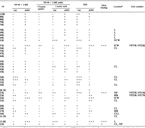 TABLE 2. Protein constituents of virus fractions treated with detergents'
