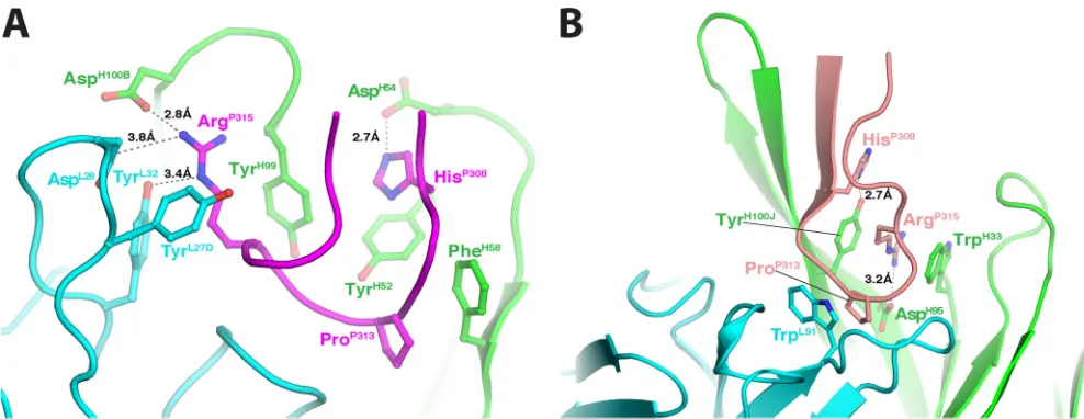 FIG 7 Details of the antigen-antibody interactions in the 2424 and 447-52D Fab/V3 peptide complexes