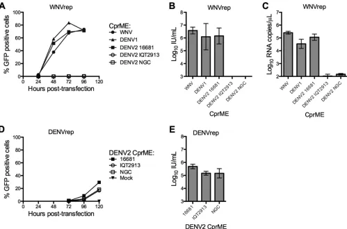 FIG 1 DENV2 strain-dependent complementation of a WNV subgenomic replicon. (A to C) RVPs were produced by complementation of a GFP-expressingWNV replicon (WNVrep) and a CprME plasmid containing the structural genes of WNV (NY99), DENV1 (WP), or DENV2 (stra