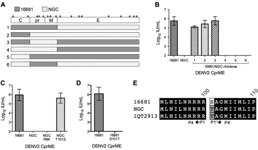 FIG 2 Genetic basis of DENV2 strain-dependent complementation of the WNV subgenomic replicon