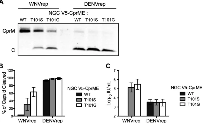 FIG 4 Cleavage of the C protein of WNV G106 mutants by WNV NS2B/3. RVPs were produced by complementation of WNVrep with CprME derived from wild-typetiterofsupernatantcollected72hposttransfection;errorbarsrepresentthestandarderrorofthemeanforthreeindependen