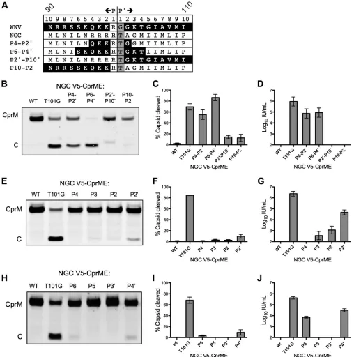 FIG 5 Effect of mutations surrounding C protein residue T101 on WNV NS2B/3 cleavage of the NGC C protein