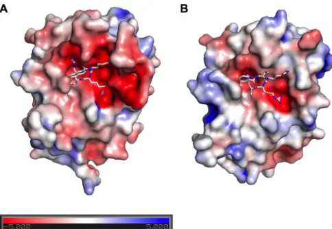 FIG 6 Electrostatic surface potential of the WNV and DENV proteases. Thepotential from the negative (red,surfaces of inhibitor-bound WNV NS2B/3 (PDB 3E90) (69) (A) and DENVNS2B/3 (PDB 3U1I) (70) (B) are colored according to the electrostatic surface �5 kT) to the positive (blue, �5 kT).