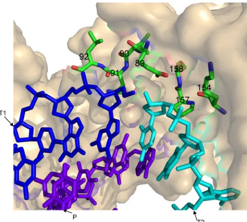 FIG 1 3D model for HIV-1 RT and clamp substrates. Using PyMol (PyMOLMolecular Graphics System, v1.4.1; Schrödinger, LLC), and based on 1ROAHIV-1 RT crystal structure (28), residues closer than 7 Å to the clamp site havebeen marked (i.e., residues 89 to 92,
