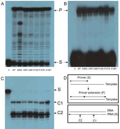 FIG 2 DDDP, RDDP, and RNase H activities of HIV-1 RT mutants. The puriﬁed recombinant WT and mutant HIV-1 RT versions were tested
