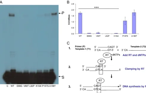 FIG 3 Clamp activity of the HIV-1 RT mutants. Equal DDDP activities of the indicated HIV-1 RT versions were assayed for the clamp assay, using the two
