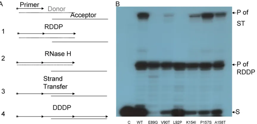 FIG 4 ST activity of HIV-1 RT mutants. (A) Schematic description of the ST assay. After the extension of the 5annealed to the 33-nt RNA template (step 1), the 30-nt products undergo the RT-directed RNase H cleavage to remove this RNA template; thus, the si