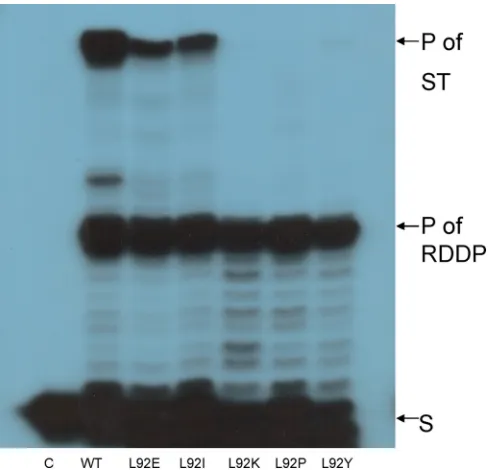 FIG 5 Clamp activity of HIV-1 RT Leu92 mutants. The HIV-1 RT versions were assayed for the clamp assay as described intwo-tailedS, 21-nt substrate; P, 59-nt product