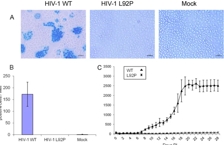 FIG 7 Virus production by transfecting HEK293 cells with plasmids harboring WT or L92P HIV-1 strains