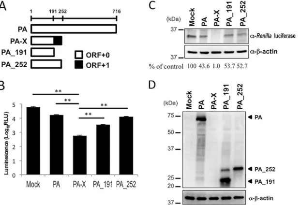 FIG 2 Importance of the N-terminal 15 amino acids in the PA-X-speciﬁc region for the shutoff activity of PA-X