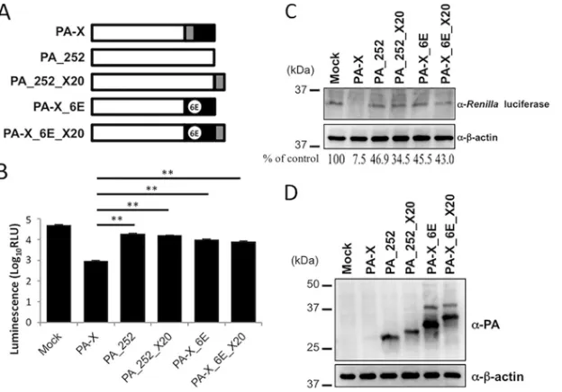 FIG 4 Effect of the N-terminal 20 amino acids in the PA-X-speciﬁc region on the shutoff activity of PA_252 and PA-X_6E