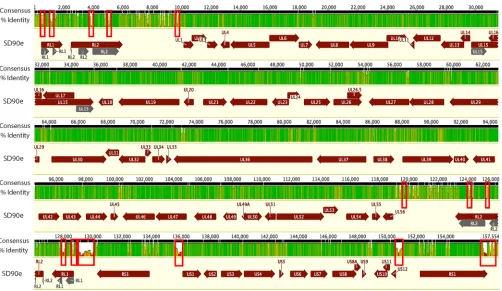 FIG 1 Overview of the features of the HSV-2 genome and sequence diversity in a genome alignment of 34 full genome sequences