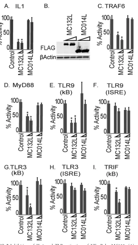 FIG 2 Inhibition of IL-1 and TLR activation of NF-samples from a representative experiment (ples for panel A were probed for expression of Flag-tagged viral proteins