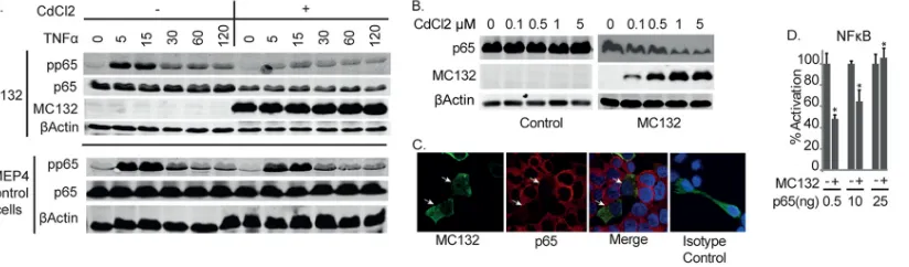 FIG 5 MC132 expression causes a depletion of p65 protein expression. (A) Effect of inducible MC132 expression on TNF-�immunoblotted with the indicated antibodies