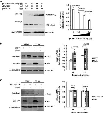 FIG 6 Wild-type but not N37D mutant CSFV induces downregulation of Trx2. (A) Western blotting of Trx2 expression in pCAGGS-SME2-Flag and pMyc-Trx2-cotransfected HEK293T cells