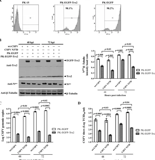 FIG 5 Overexpression of Trx2 inhibits the replication of CSFV N37D mutant more efﬁciently than that of wt CSFV