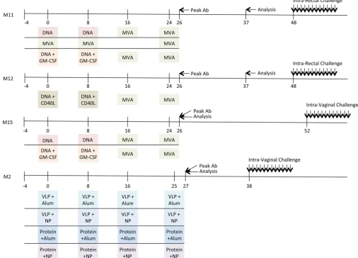 FIG 1 Diagrammatic timeline of nonhuman primate vaccine trials. The immunization schedule for each vaccine trial (M11, M12, M15, and M2) is plotted alongarrow and “Peak Ab.” The time points at which samples were analyzed for neutralizing activity here are 