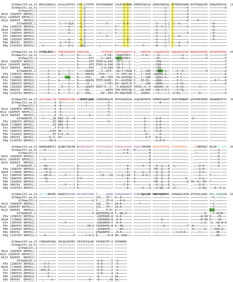 FIG 3 Amino acid sequence alignment of the SIVsm Env panel. An amino acid alignment of the Env gp120-coding sequence was generated using the SeqPublishtool, available from the Los Alamos National Laboratory HIV Database (are indicated by colored text as fo