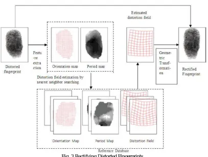 Fig. 3 Rectifying Distorted Fingerprints  