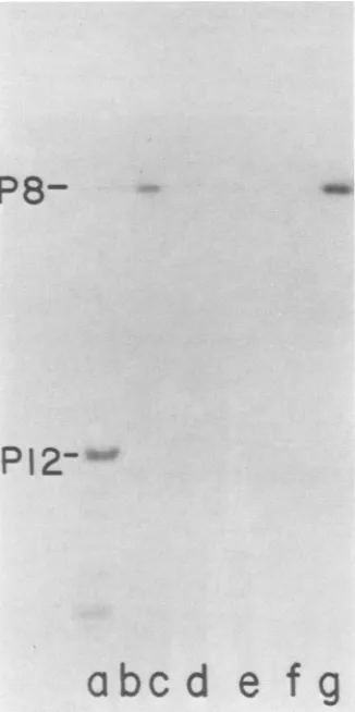 FIG. 3.forordinateasofdGTP.boiling.reactionreaction in the Optimization of the protein P8-dGMP reaction