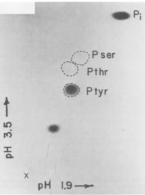 FIG. 4.Thehydrolyzedphosphoamino Two-dimensional thin-layer electrophoresis of the acid- (5.6 M HCl, 110°C, 135 min) P8-[a-32P]dGMP complex