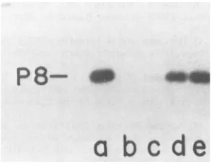 FIG. 6.forcellsmutations.electrophoresismutants;ts mutations Formation of the P8-dGMP complex with extracts from containing cloned PRD1 genes I and VIII and various dna ts Extracts were preincubated at 30 (top) or 37°C (bottom) 20 min before being assayeda