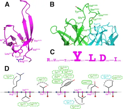 FIG 3 Details of the antigen-antibody interactions. (A) Key residues of V1V2epitope of 830A