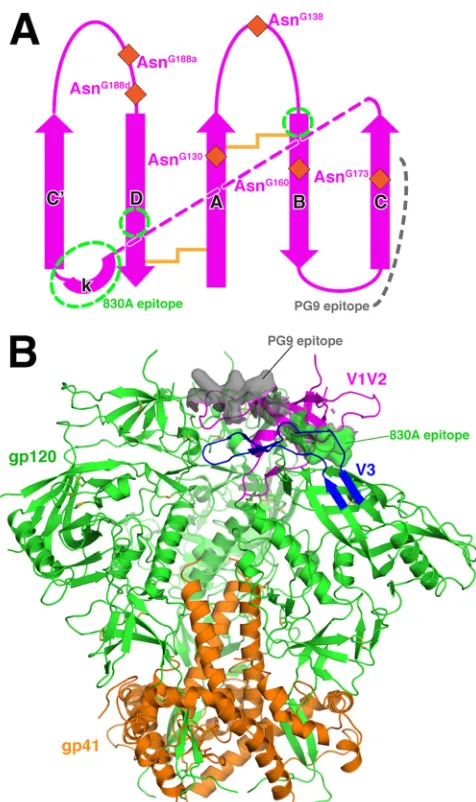 FIG 4 Topology of V1V2 and location of 830A epitope in the trimer context.