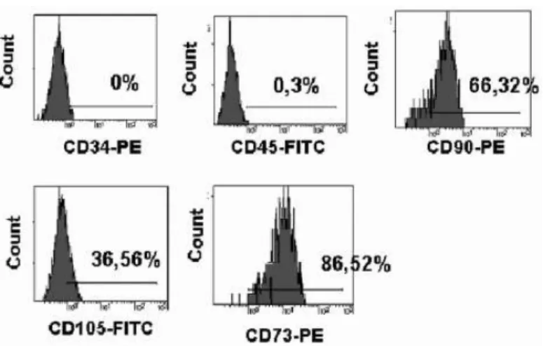 Fig.  2.  Immunophenotypic  characterization  of  the  cells  by  FACS  analysis,  on  day  42  after  seeding  (passage  2)