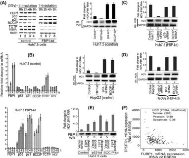 FIG 7 FBP1 promotes HCV replication by regulating p53 and its regulatory proteins, TCTP and BCCIP