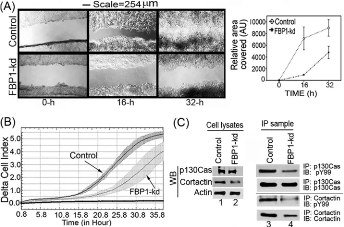FIG 8 Migration of FBP1-kd Huh7.5 cells is drastically reduced. (A) Wound-healing assay with control and FBP-kd cells